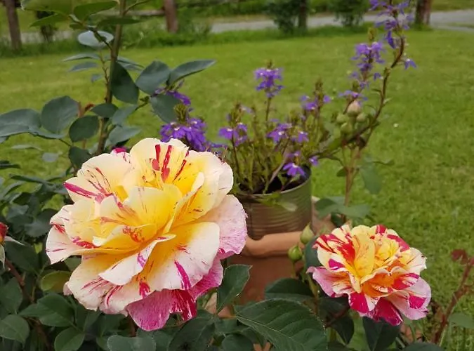 Lantgård La Selva *